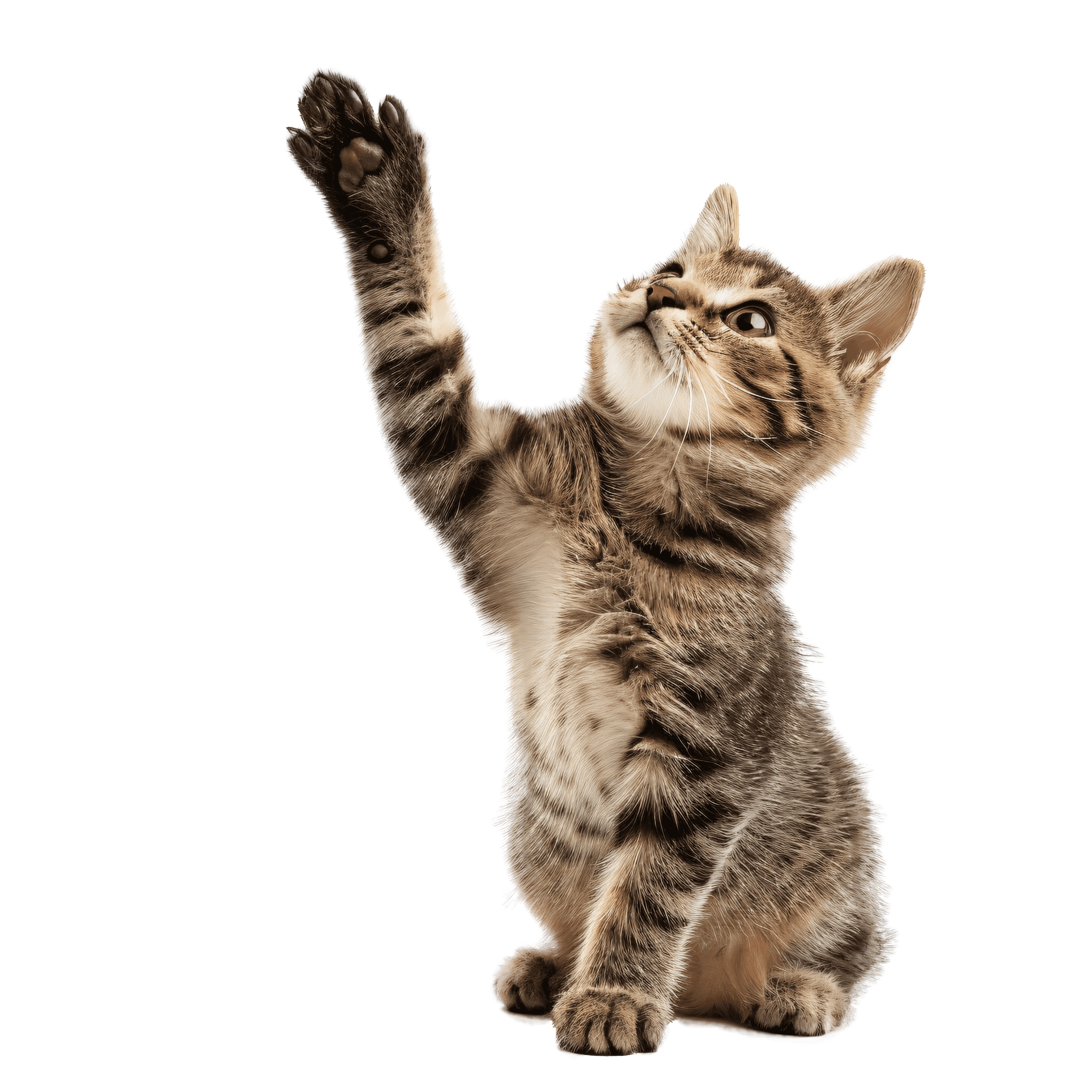 a picture of a cat